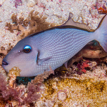 Female Blue Throat Trigger Fish