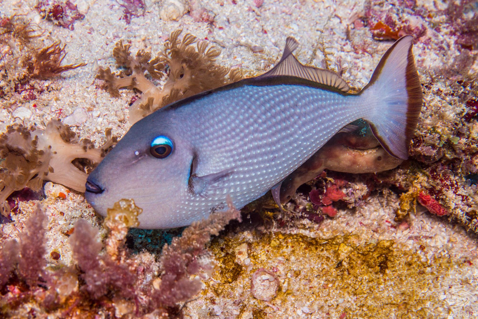 Female Blue Throat Trigger Fish