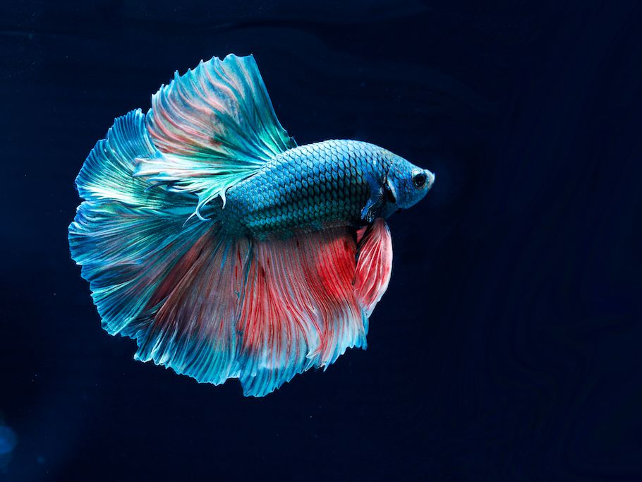 Fighter Fish