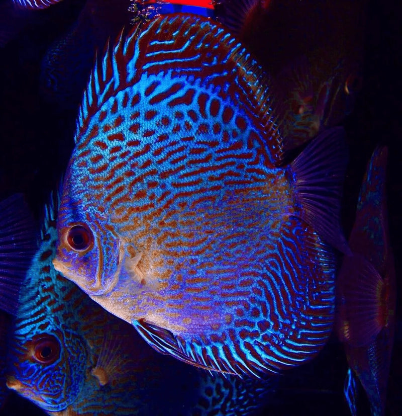 Full Size Snakeskin Discus