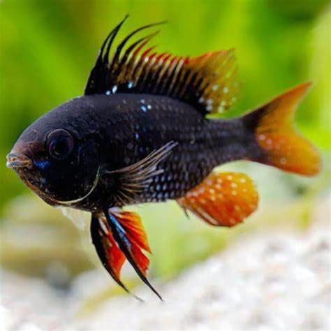 German Black Ram