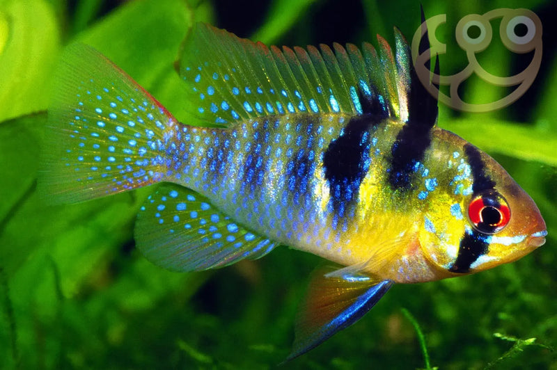 German Blue Ram
