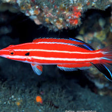 Hogfish Wrasse