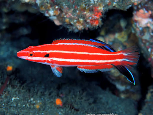 Hogfish Wrasse