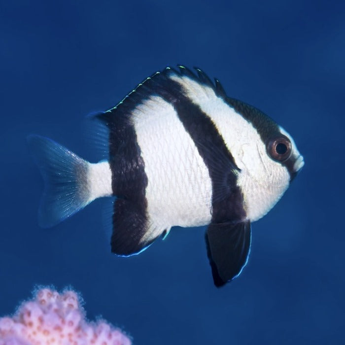 HumBug Damsel