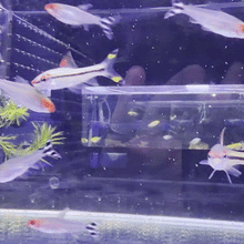 Rummy Nose Tetra