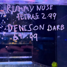 Rummy Nose Tetra