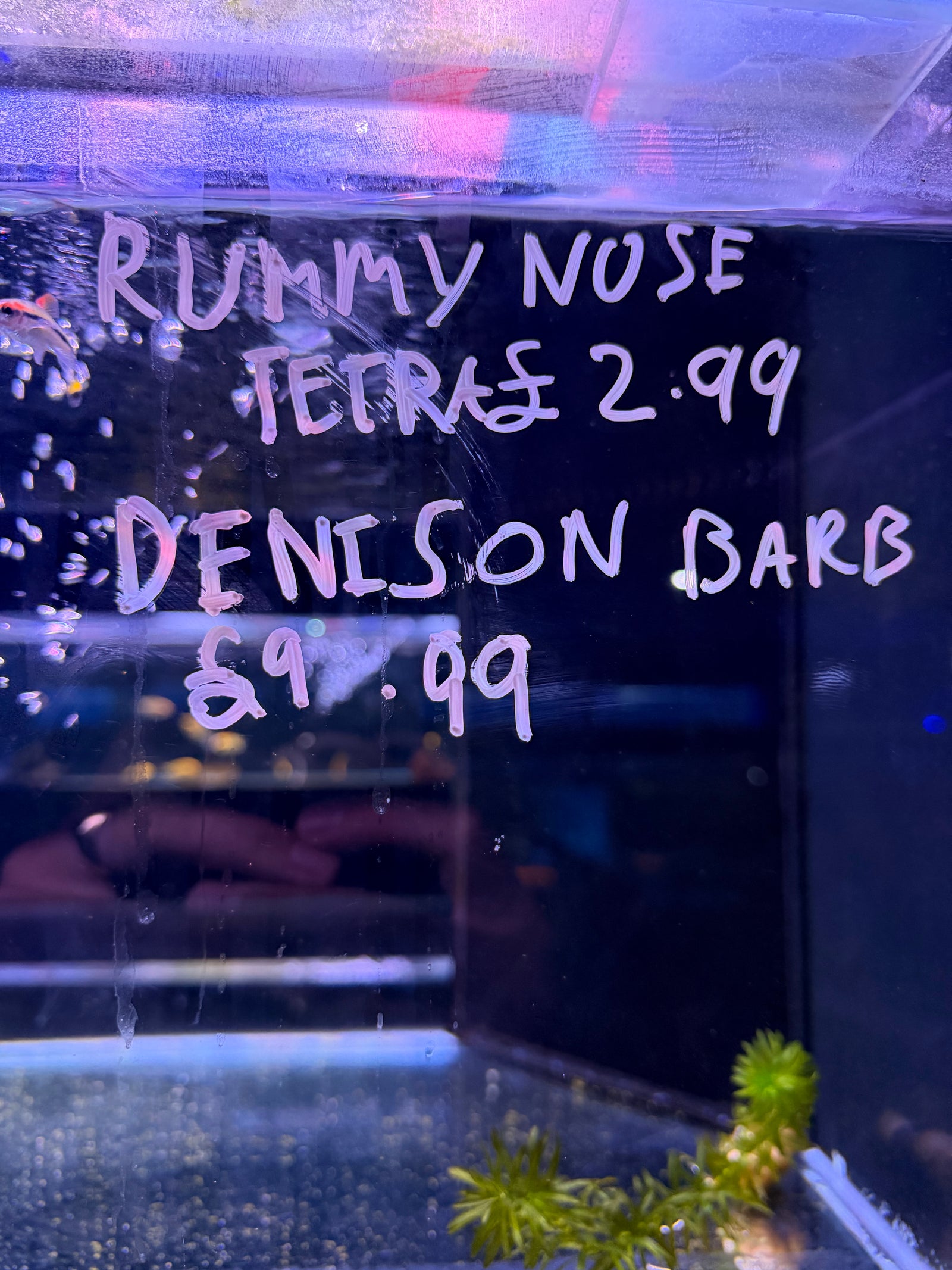 Rummy Nose Tetra