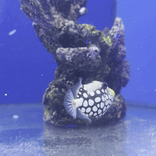 Female Blue Throat Trigger Fish