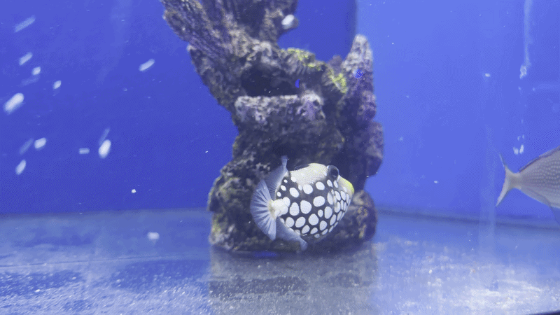 Female Blue Throat Trigger Fish