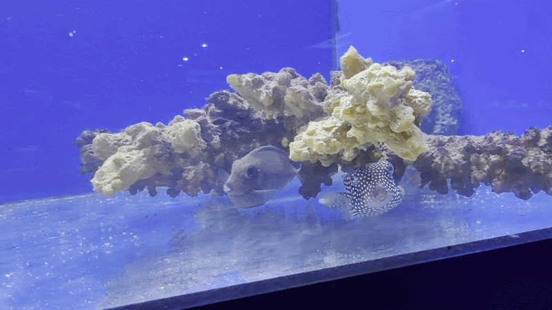 Black Box Fish