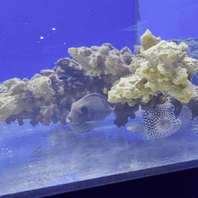 Blue Spot Tang