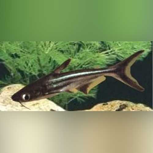 Lridescent Shark
