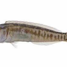 Knife Wrasse