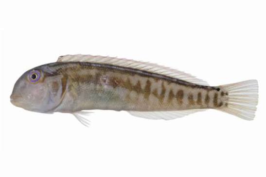 Knife Wrasse