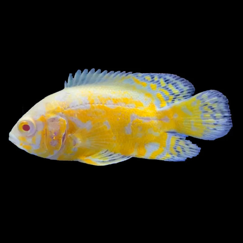 Oscars Lemon