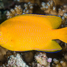 Lemon Damsel