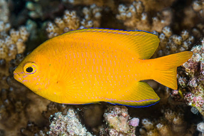 Lemon Damsel