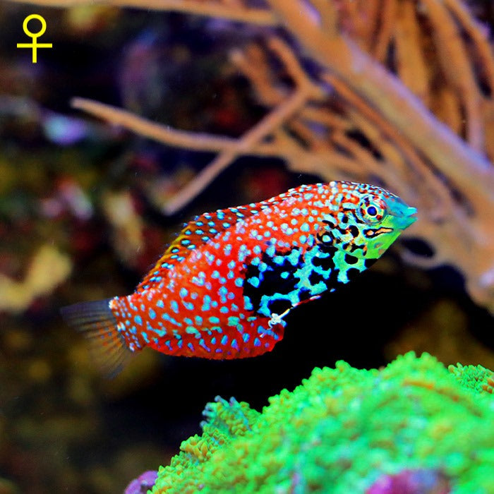 Leopard Wrasse