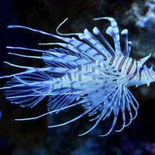 Lion Fish