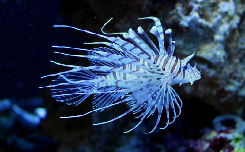 Lion Fish
