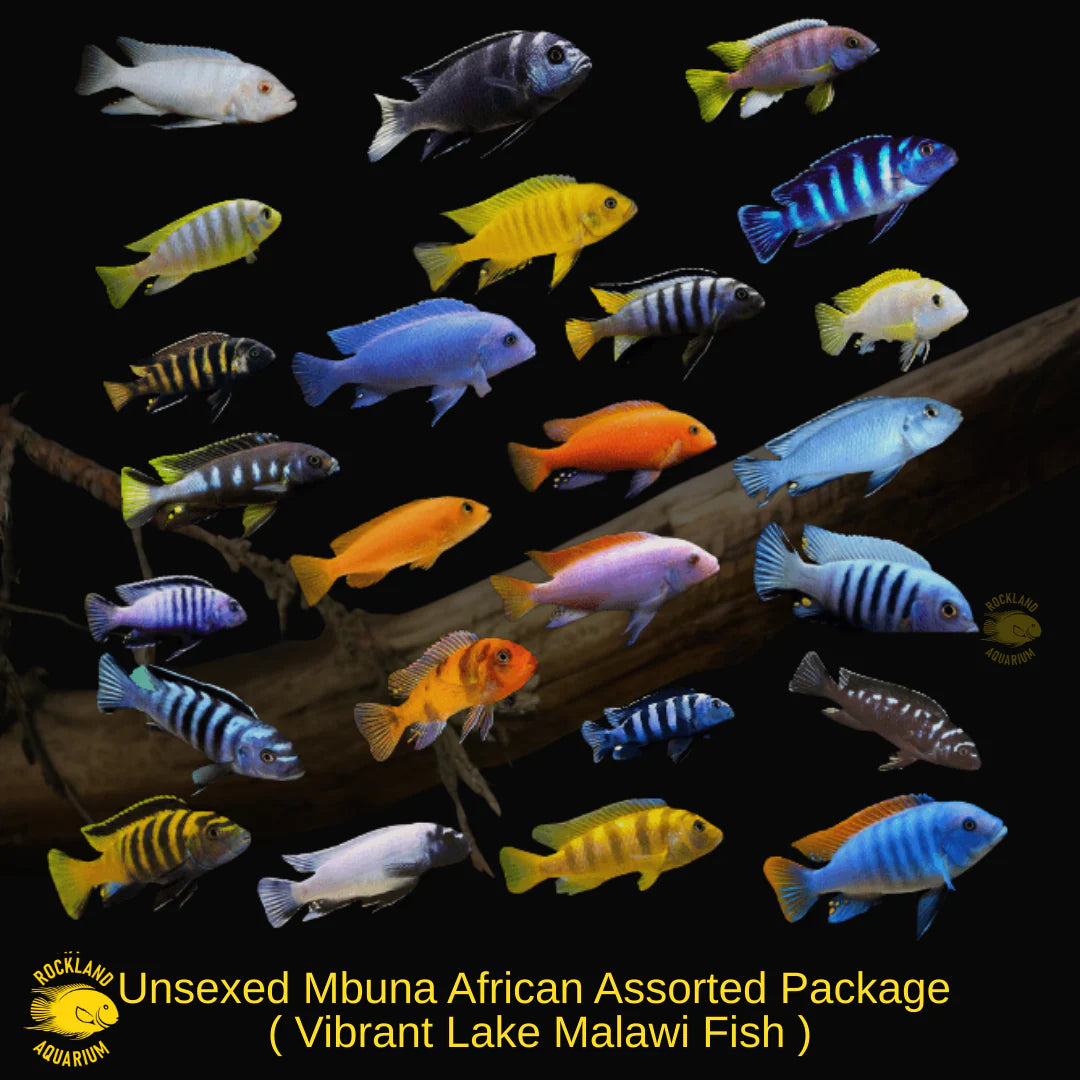 Mabuna Cichlids ( 5 Inches)