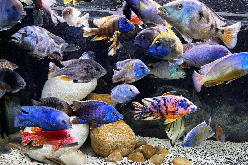 Malawi Cichlids