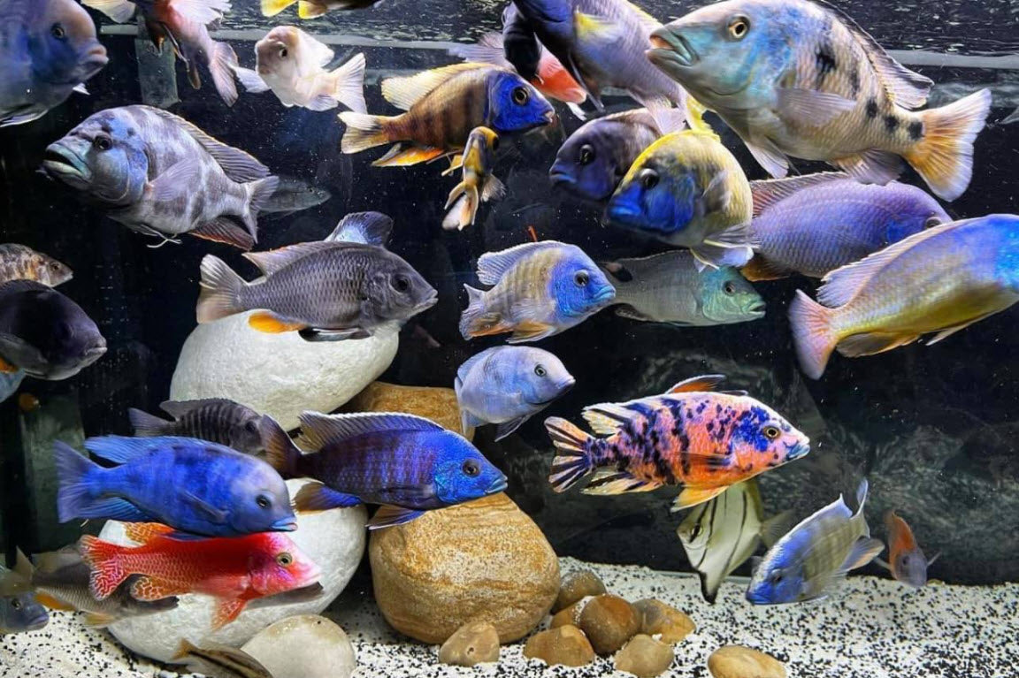 Malawi Cichlids 3-4 inches