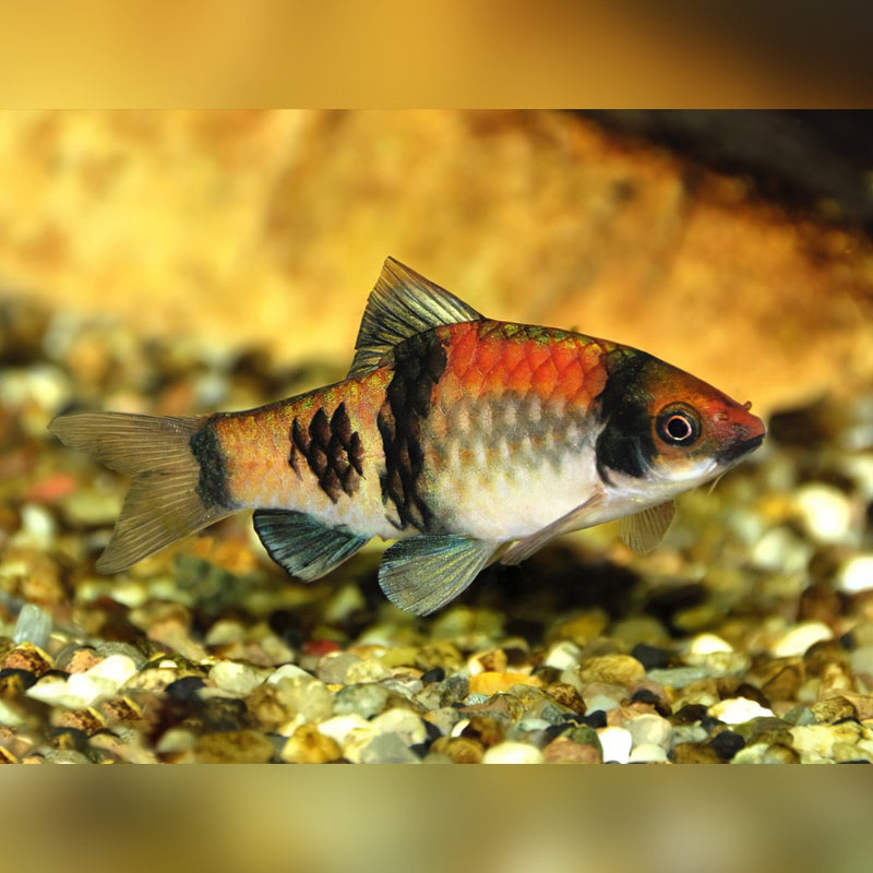 Melon Barb