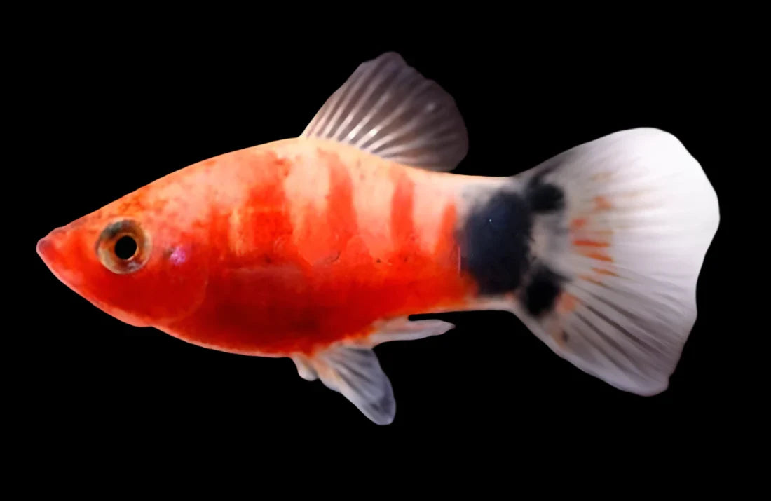 Mickey Mouse Platy