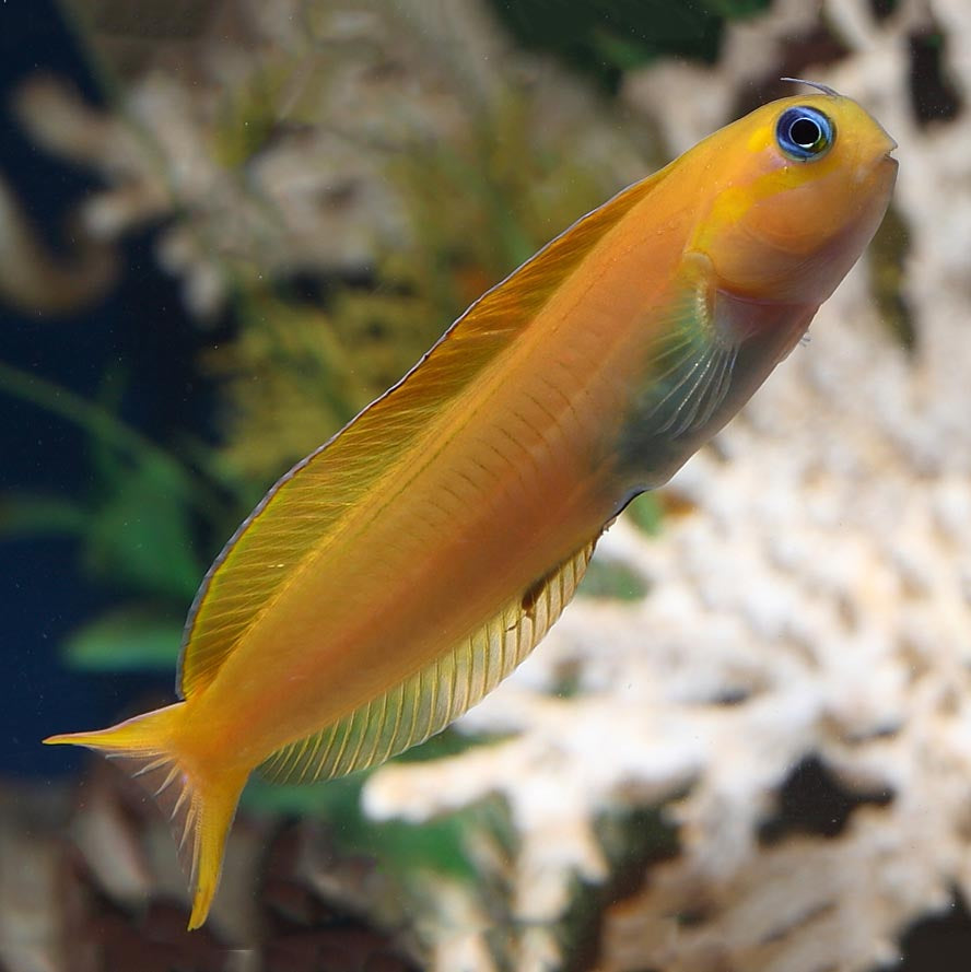 Midas Blenny