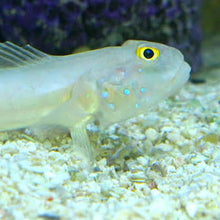 Milk Goby