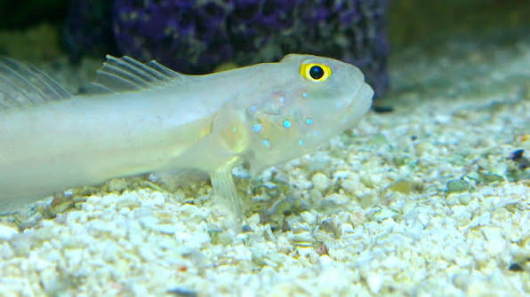 Milk Goby