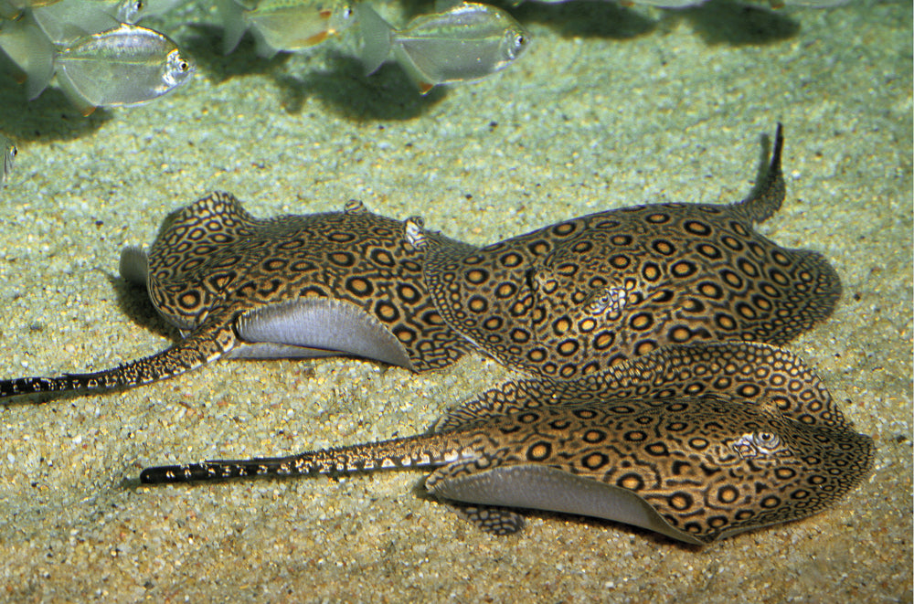 Motoro Stingray Pups