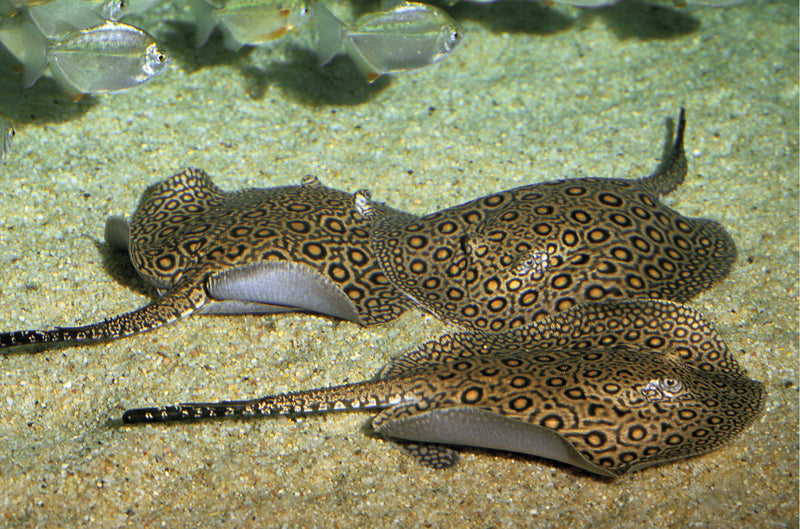 Motoro Stingray Pups