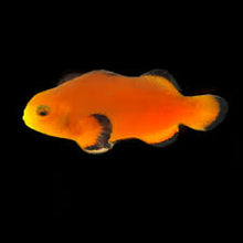 Naked Clown Fish