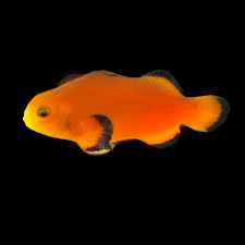 Naked Clown Fish