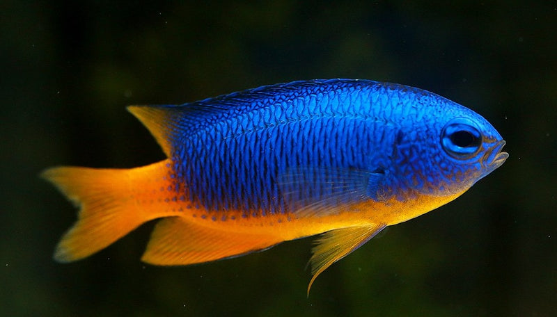 Blue Damsel