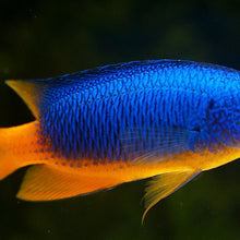 Neon Blue Damsel