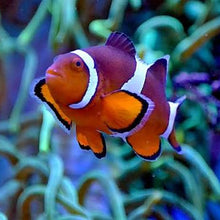 Ocellaris Clownfish
