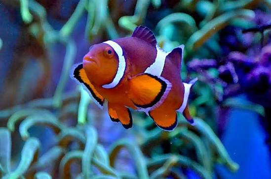 Ocellaris Clownfish