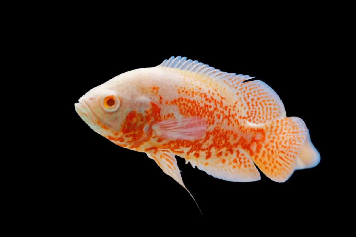 Oscar Tiger Red Eye Albino (Pair) (8-10)