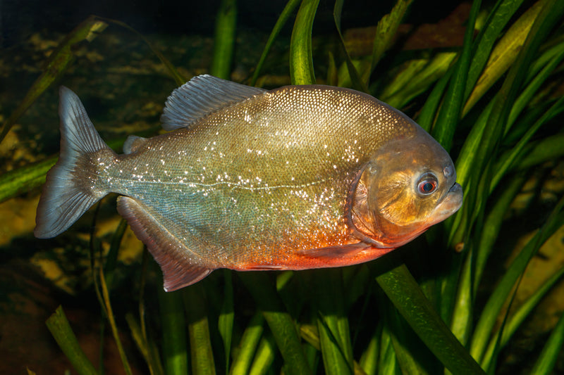 Piranha (2.5 - 3")