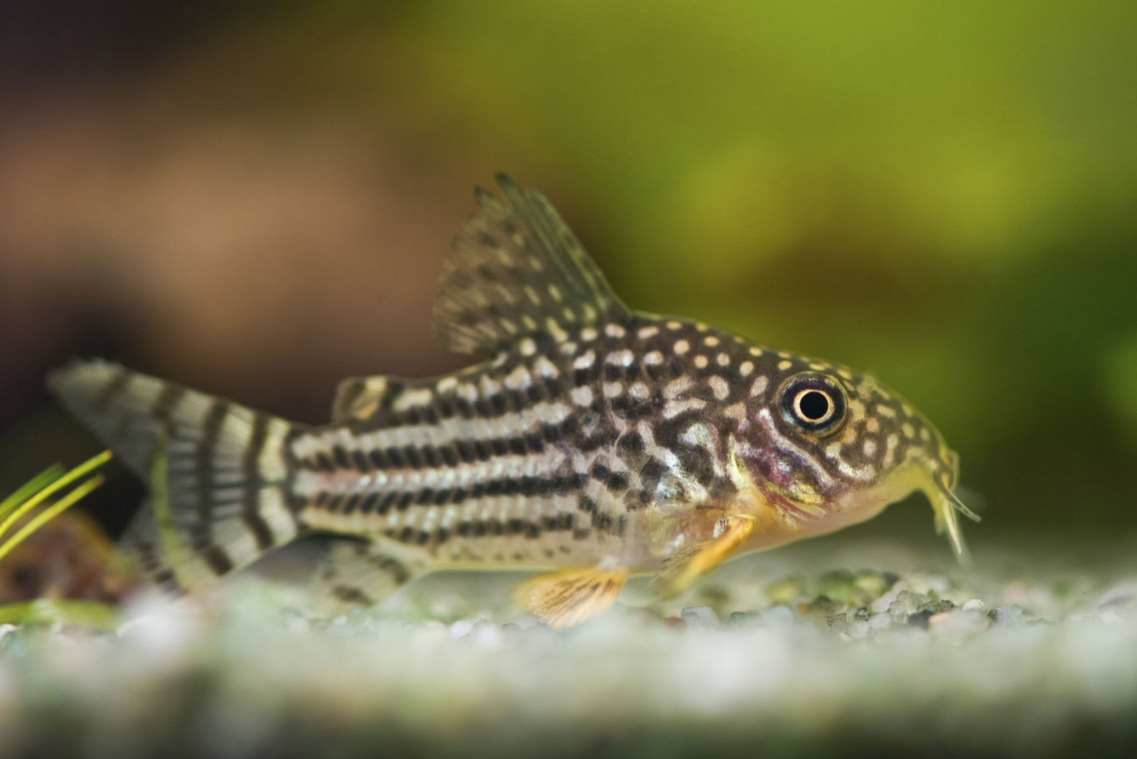 Pond Cory