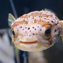 Porcupine Puffer Fish