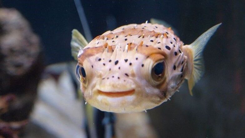 Porcupine Puffer Fish