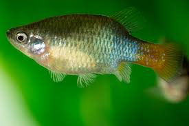 Red-tailed Goodeid