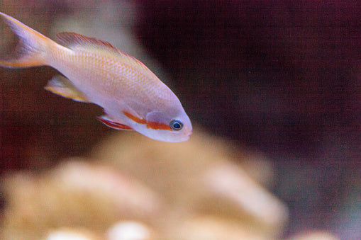 Red Cheek Anthias