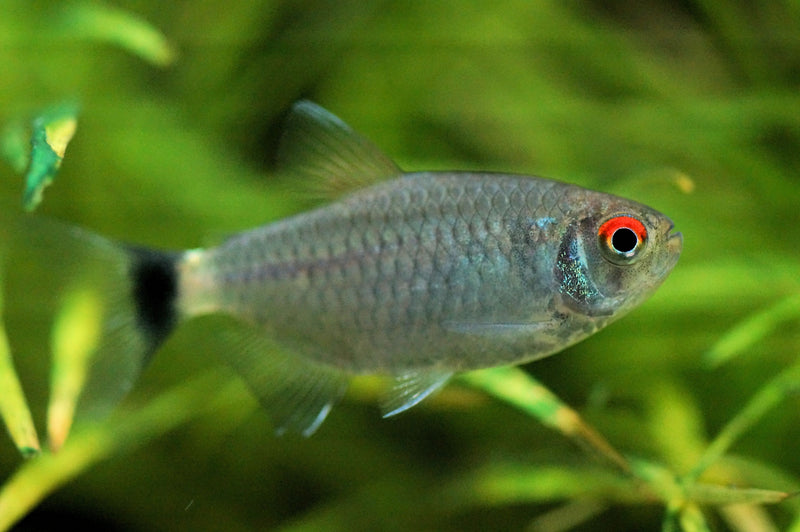 Red Eye Tetra