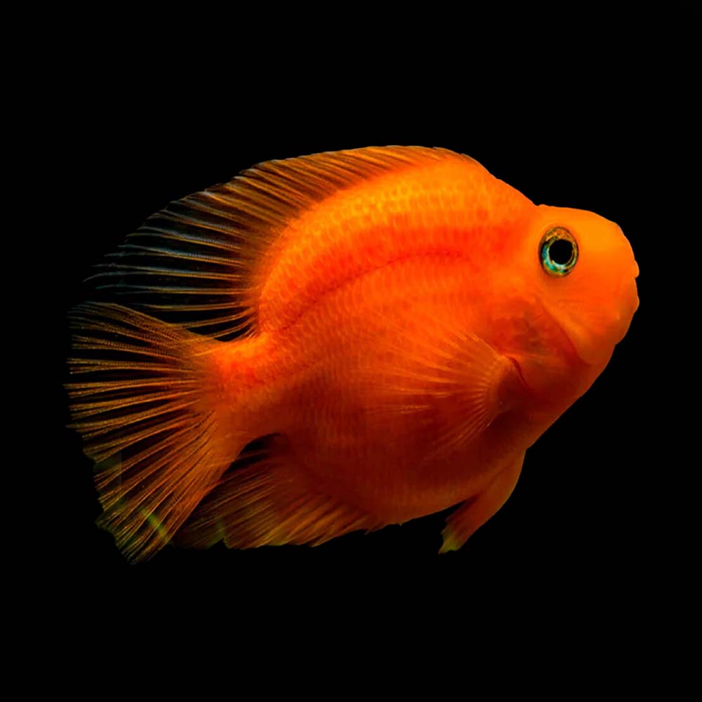 Red Parrots Fish